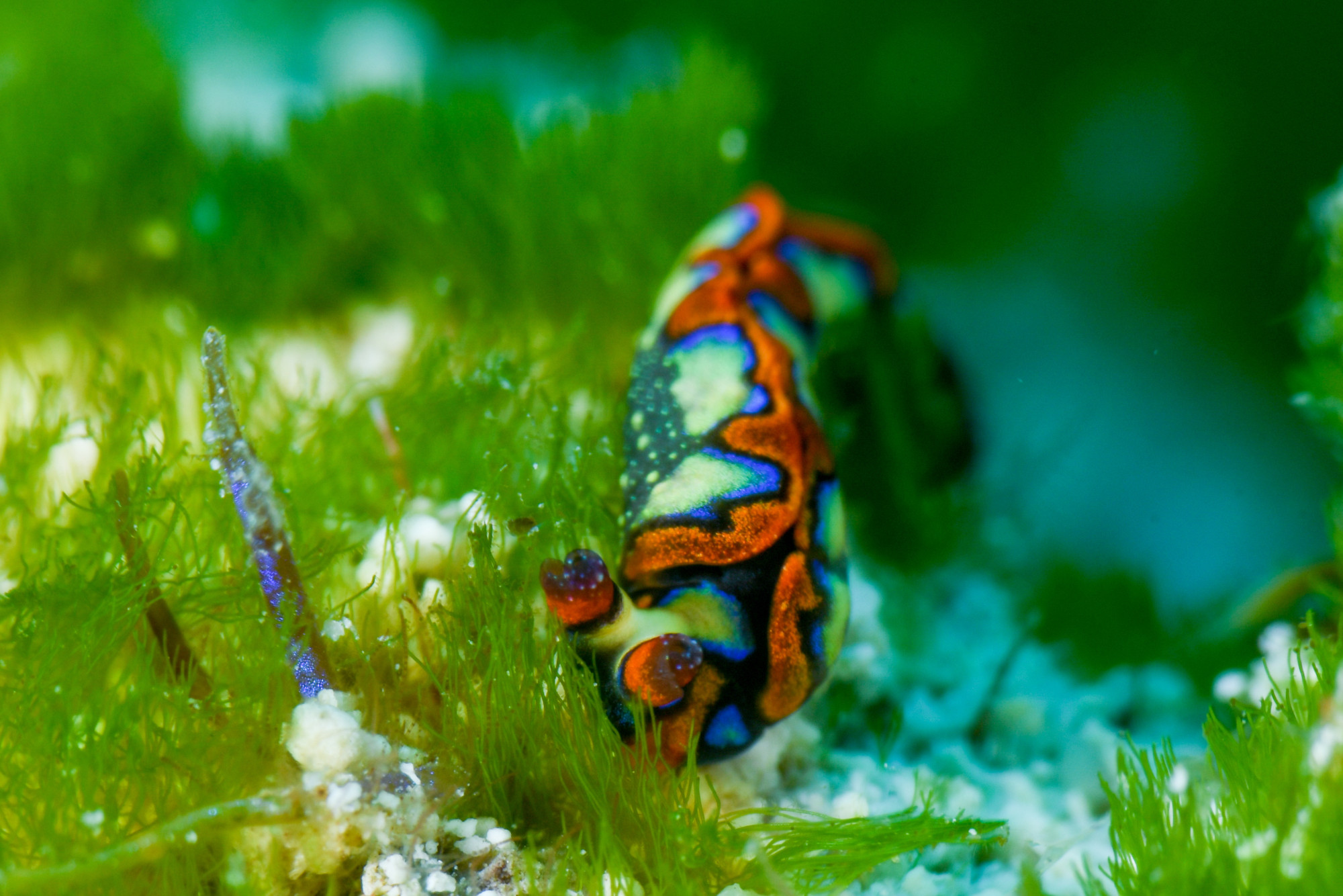 painted_elysia Blue Magic Suites