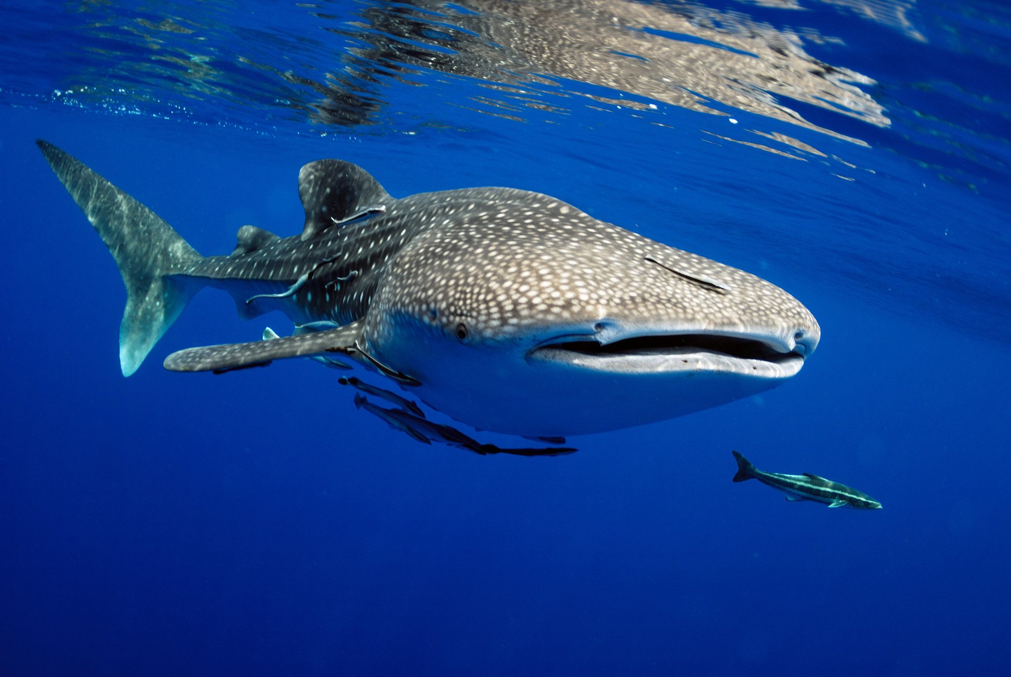 toreba whale shark